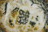 Polished Petrified Palmwood Slice - Live Oak County, Texas #166405-1